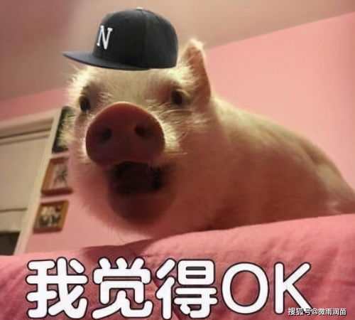小声bb表情包猫耳朵ok