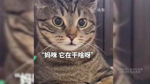  小狗第一次到小猫家,想找猫咪玩又害羞,猫咪一脸懵的表情好可爱