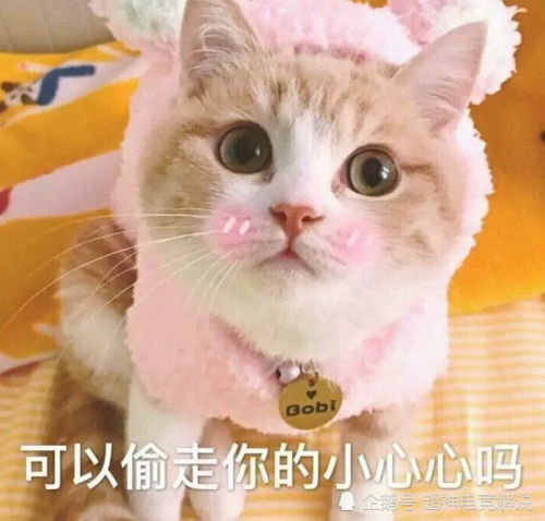  超火猫咪表情包你怎么还不来找我,我难过的快要发芽了
