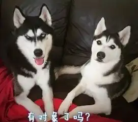 这些狗狗表情包,看过的人都收藏了哟 这些狗狗表情包,看过的人都收藏了哟