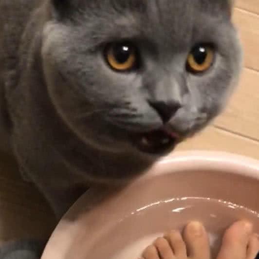  馋嘴蓝猫偷喝下主人的洗脚水,小表情让主人笑喷,满脸绝望的样子