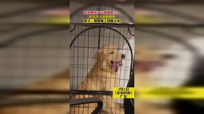 狗狗侧着身子眯眼瞧主人,吐出舌头表情猥琐 狗狗侧着身子眯眼瞧主人,吐出舌头表情猥琐