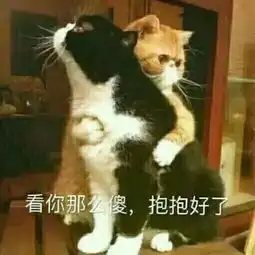 猫咪土味情话表情包看你那么傻,抱抱好了 猫咪土味情话表情包看你那么傻,抱抱好了