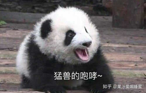  大熊猫究竟有多可爱