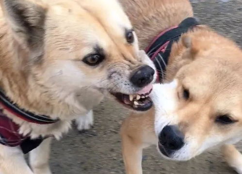  每日一笑,哇你这只猫也太坏了一点吧