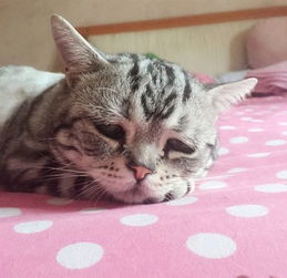  这只来自中国的小猫火了表情融化人心