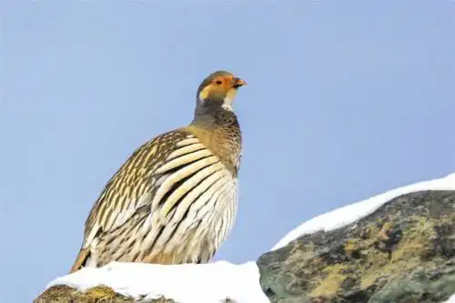 祁连山下珍稀野生动物频亮相 祁连山下珍稀野生动物频亮相
