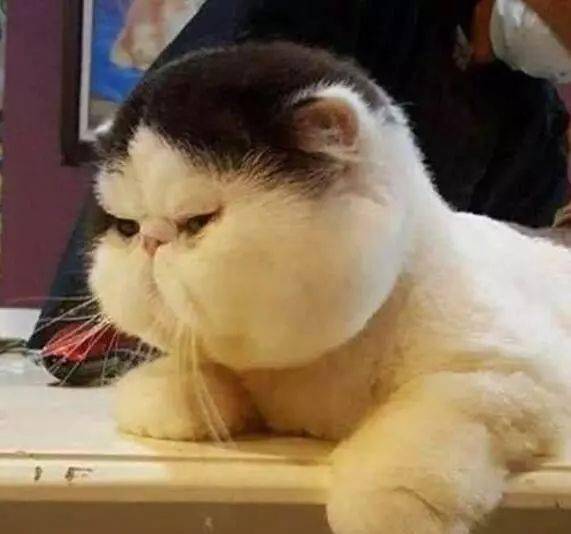  猫咪前一秒还十分傲娇,下一秒却满脸的生无可恋,真是喵生如戏
