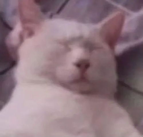  猫脸表情包