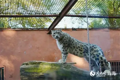 青海西宁与雪豹同框乐享假期 青海西宁与雪豹同框乐享假期