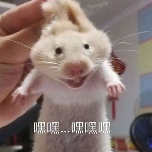  云端赏花