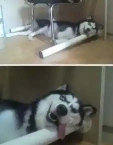  哈士奇是注定要成为表情包的狗,有些事养狗的人一定要懂