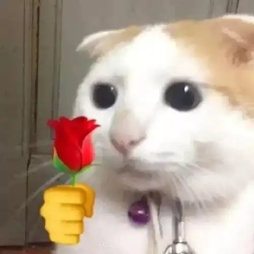 猫咪老师表情包带字沙币