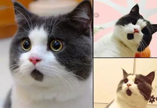  搞怪惊讶猫看什么都是一脸惊讶