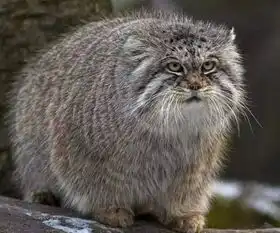 青藏高原上的精灵,表情包的常客,你见过几个 青藏高原上的精灵,表情包的常客,你见过几个