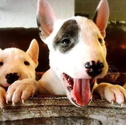 这年头,丑到极致也能红牛头梗一颦一笑都像被谐星附体,超搞笑 这年头,丑到极致也能红牛头梗一颦一笑都像被谐星附体,超搞笑