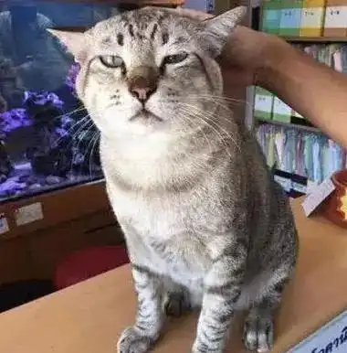 公司同事养了一只猫咪,午休时所有人都要去摸,猫咪的表情亮了 公司同事养了一只猫咪,午休时所有人都要去摸,猫咪的表情亮了