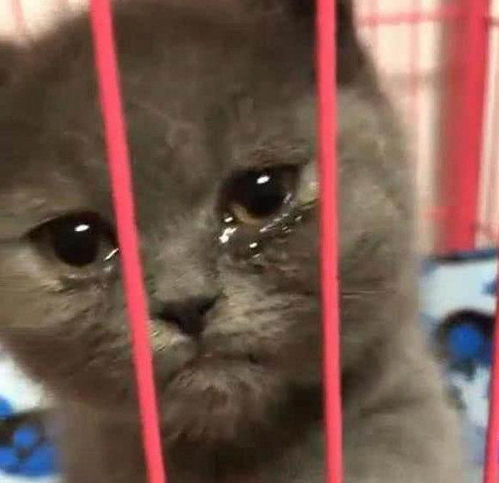 猫咪哭表情包主人