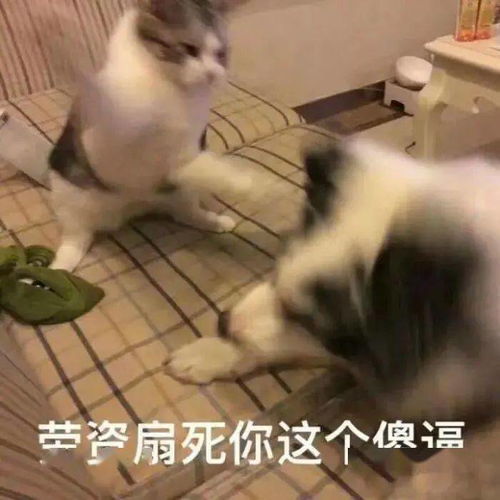  是谁打扰我睡觉是谁丨第185期喵表情