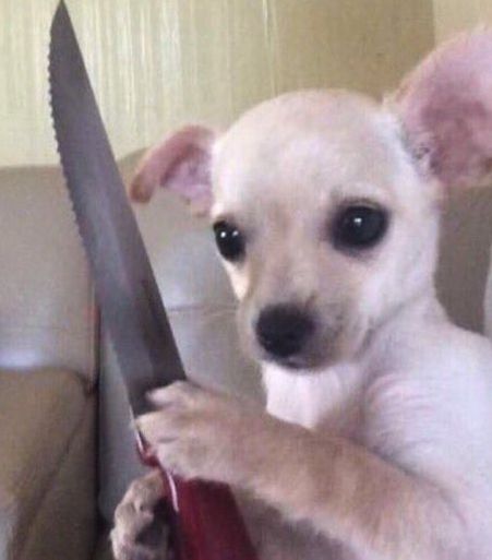 妈妈给俩孩子各养一只猫,谁成绩好谁的猫就能吃罐头,网友我也要为猫猫罐头而读书 妈妈给俩孩子各养一只猫,谁成绩好谁的猫就能吃罐头,网友我也要为猫猫罐头而读书