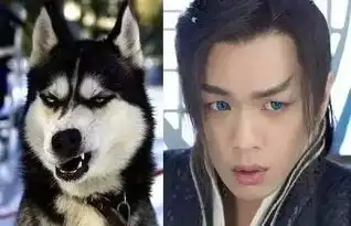 张若昀哈士奇表情包幽默