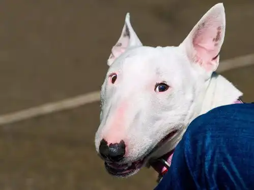 如果麦萌能当饭吃,我当第二,没人敢当第一 如果麦萌能当饭吃,我当第二,没人敢当第一