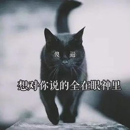  婆婆黑猫不吉利,千万别养
