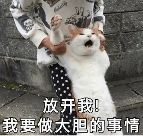  有了这些猫咪表情包,我聊天时的作战能力又上了个等级