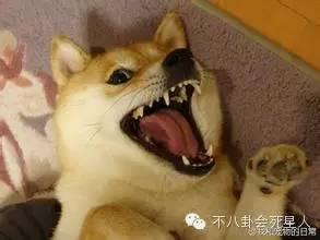  胡说八道当心你身边有狐狸精