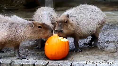 水豚情绪稳定,为什么它有治愈心灵的魔力 水豚情绪稳定,为什么它有治愈心灵的魔力