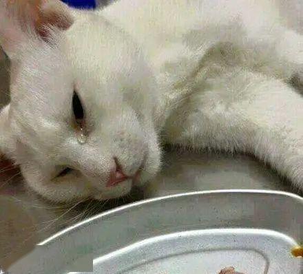  猫咪绝育后的表情太惆怅,最后那位别哭了