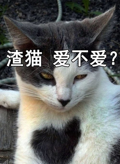爱你呀表情包猫咪