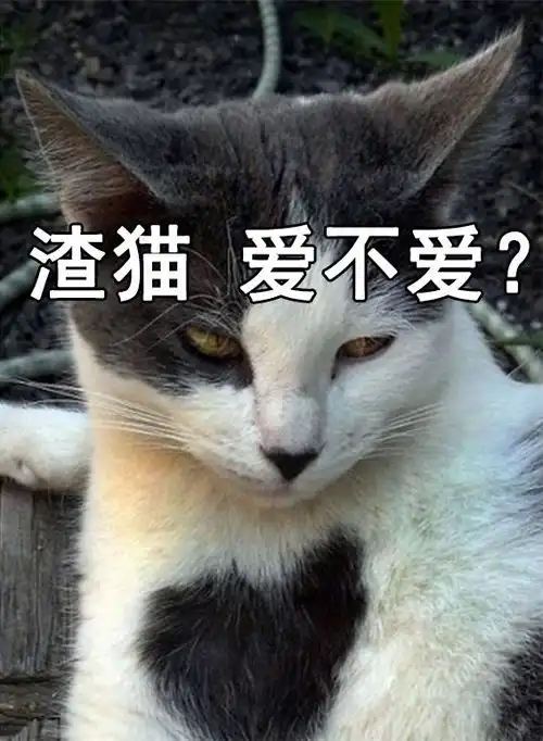 渣猫爱不爱表情包猫咪与渣女表情包真是绝配啊 渣猫爱不爱表情包猫咪与渣女表情包真是绝配啊
