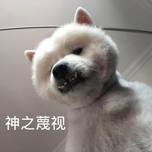  沙雕表情包l头笑丢了借你的用用