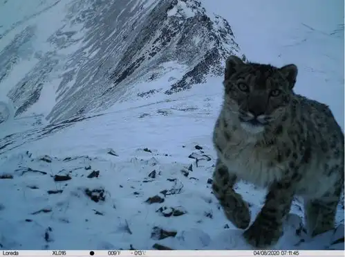 国内已知猫科动物最多的县,七猫王国就在四川 国内已知猫科动物最多的县,七猫王国就在四川