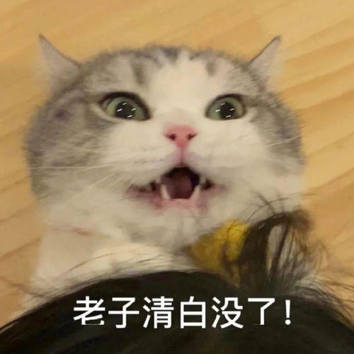  网红猫咪拖地猫大头表情包六