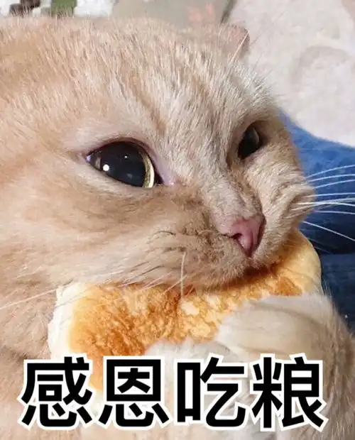 猫咪呕吐表情包动物