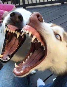 赌钱一定赢表情包柴犬