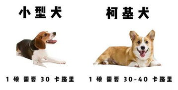  柯基饲养攻略最适合它们的狗粮如何科学喂食