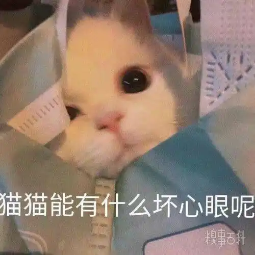  你可以的,你是棒棒的小汪汪