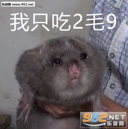  竹鼠表情包我没有中暑我没有抑郁竹鼠照片表情包下载乐游网游戏下载