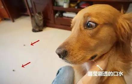  主人把金毛最喜欢吃的牛肉干放在地上,结果被猫咪吃了,它居然委屈到流泪......