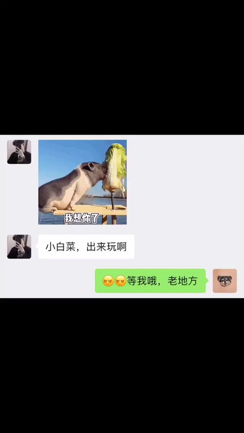  小白菜,懂我意思不表情包小可爱已上线聊天记录甜甜的恋爱