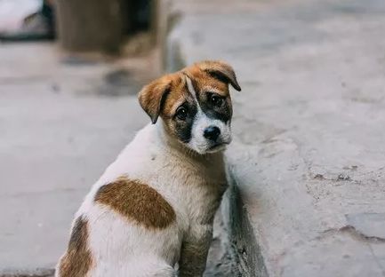  受伤古牧被弃街头,主人的一封信让人看了沉默