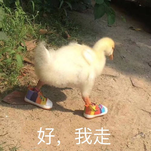  今日份的早餐惨案安利书亦烧仙草