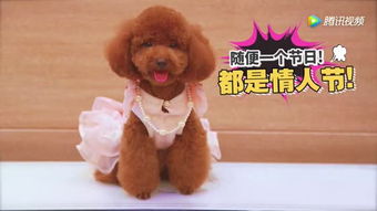  美女台上演出,太狂野了