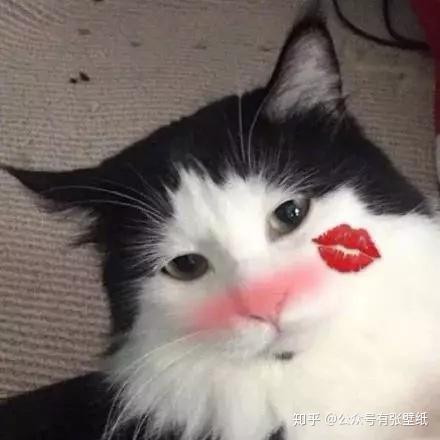 表情包 情侣头像小猫咪