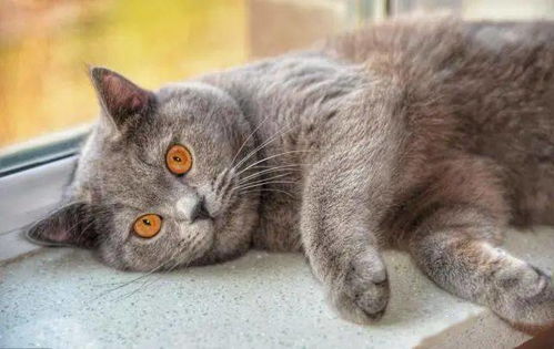  养猫人的6大共性,藏不住,也不需要藏,因为这是荣耀