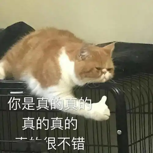 猫猫表情包 猫猫表情包