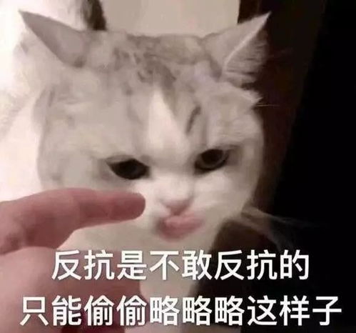  表情包别隐藏自己的沙雕属性了